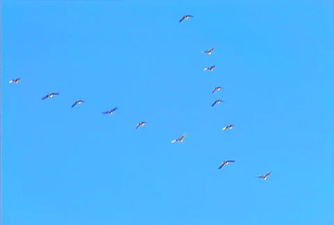 Duck hunt 01 Stock Footage 505252