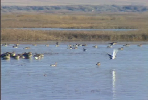 Duck hunt 03 Stock Footage 505264