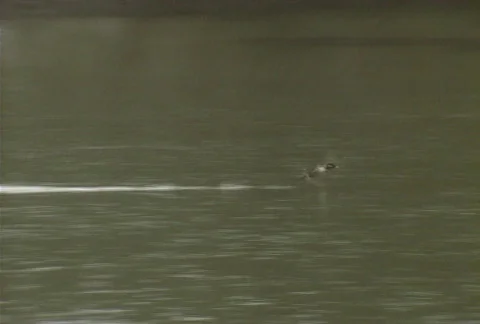 Duck hunt 06 Video stock 645581