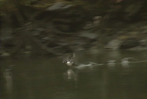 Duck hunt 07 Video stock 645582