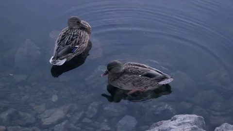 Duck hunt for fish between stones Stock Footage 73779708
