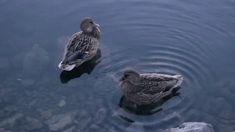 Duck hunt for fish between stones Stock Footage 73782811
