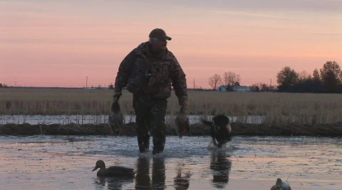Duck Hunter Dog Stock Footage 877044