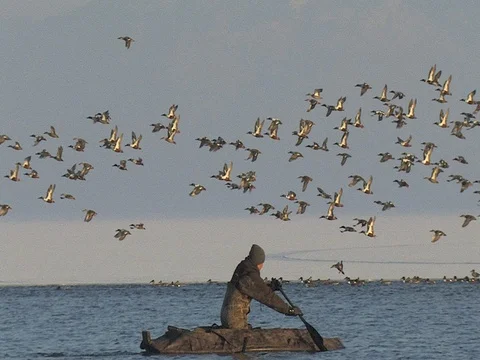 Duck Hunter in duck boat flushes Northern Shovelers Stock Footage 124940680
