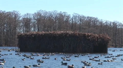 Duck Hunting Vídeos de archivo 7907452