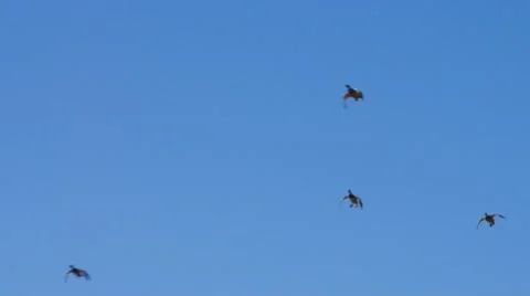 Duck Hunting Mallards Stock-Footage 10411146