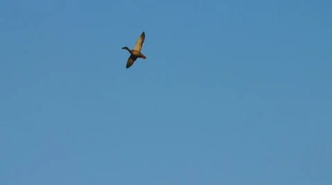 Duck Hunting Mallards Stock Footage 10412327
