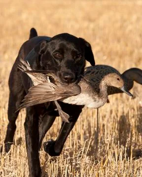 Duck Hunting Stock Photos