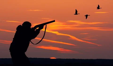 Duck hunting Stock Photos