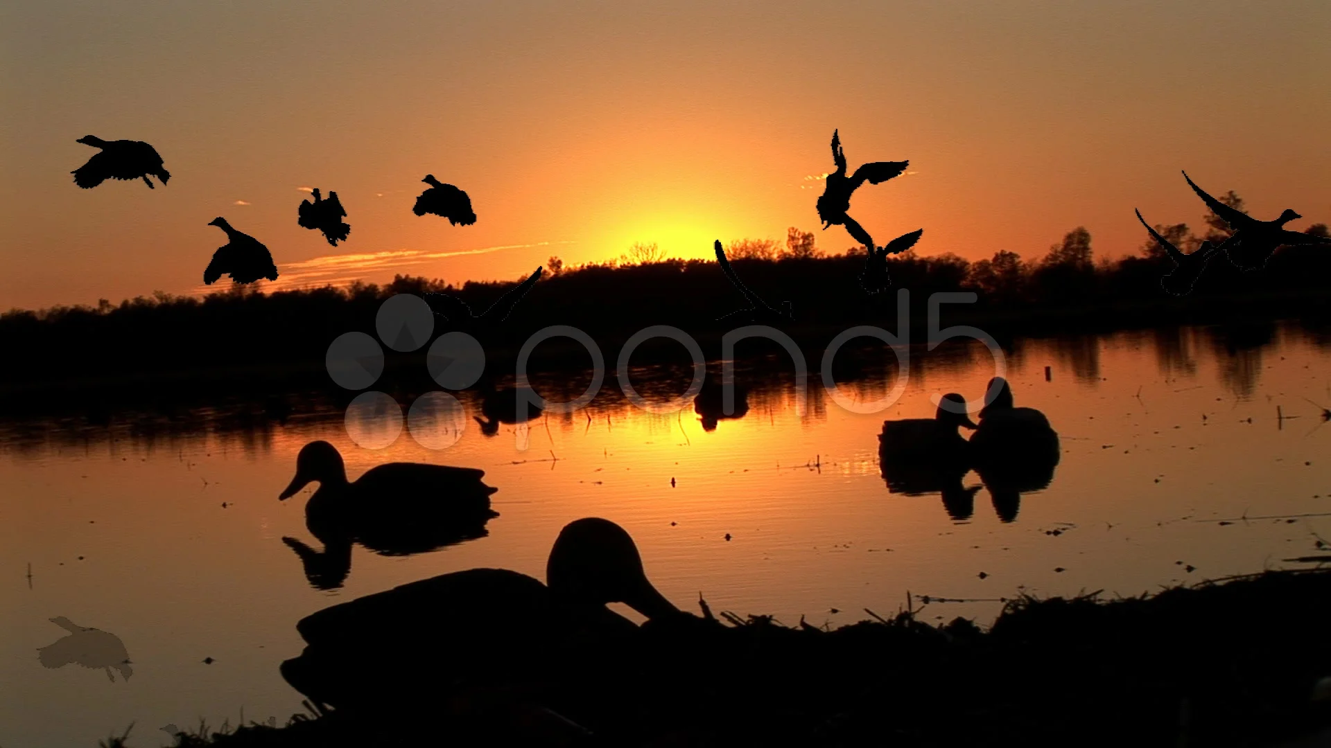 duck hunting sunrise pictures