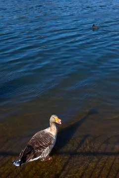 Duck in Hyde Park Stock Photos
