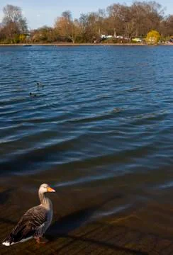 Duck in Hyde Park Foto stock