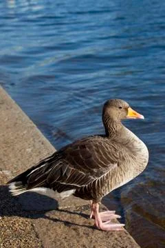 Duck in Hyde Park Stock Photos