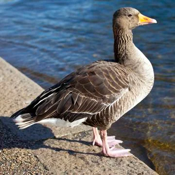 Duck in Hyde Park Stock Photos