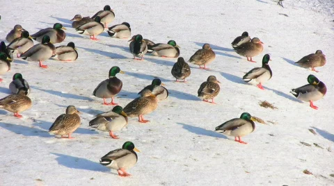 Duck on ice and snow Video stock 623600