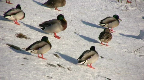 Duck on ice and snow Stock-Footage 623669
