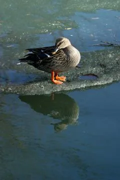 Duck on an ice floe Stock Photos