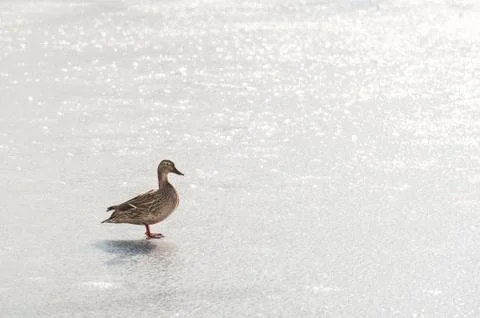 Duck on ice Stock Photos