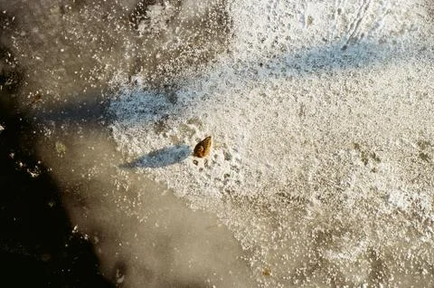 Duck on ice 스톡 사진