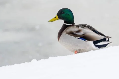 Duck on the ice river. Stock Photos