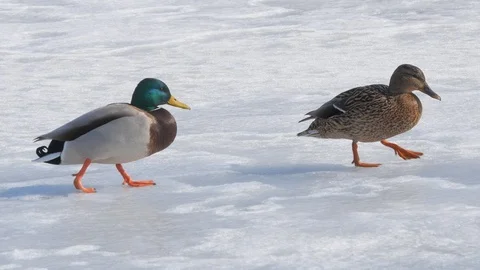 Duck on ice in winter time Video stock 103799179