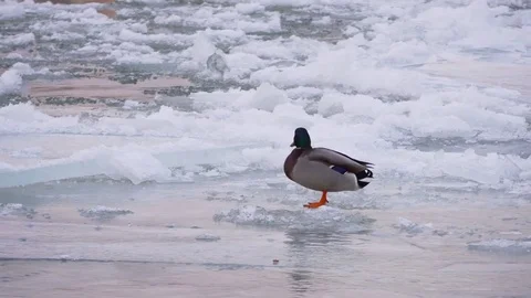 Duck in an icy river 스톡 동영상 71282440