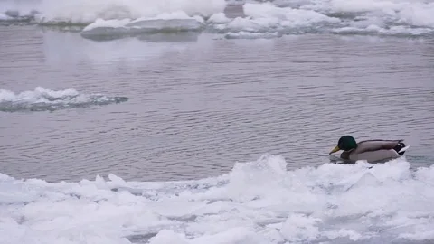 Duck in the icy river Video stock 71282860