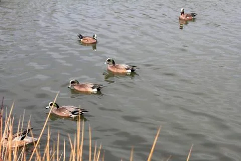 Duck with an idea Stock Photos