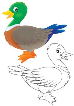Duck Stock Illustration