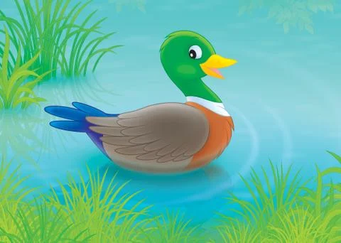 Duck Stock Illustration