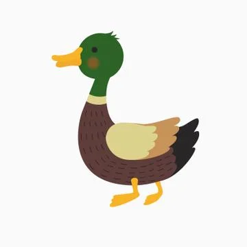 Duck Stock Illustration