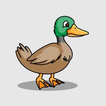 Duck Stock Illustration
