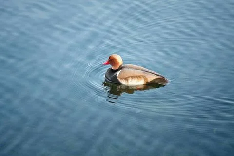Duck An image of a nice duck in the water Copyright: xZoonar.com/magannx 3... Stock Photos