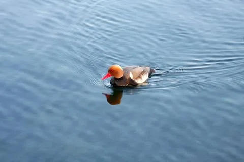 Duck An image of a nice duck in the water Copyright: xZoonar.com/magannx 1... Stock Photos