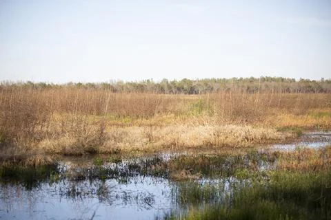 Duck Impoundment Stock Photos