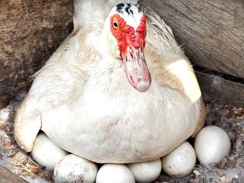Duck that is incubating its eggs 库存照片