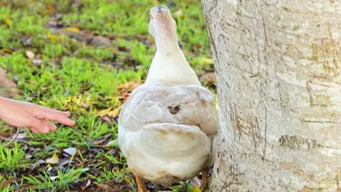 Duck Interaction in Byron Bay Park Setting 스톡 동영상 308212838