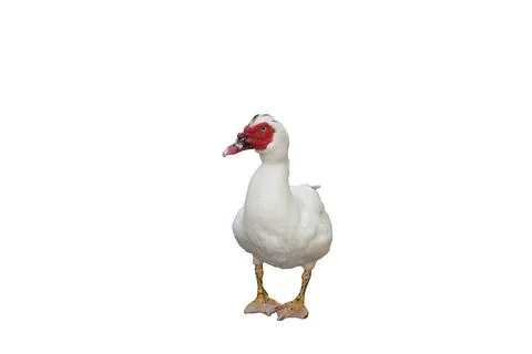 The duck isolate with white background. Stock Photos