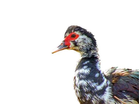 Duck isolated on white background Fotos Stock