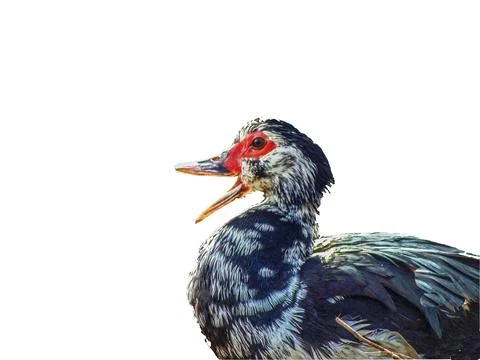 Duck isolated on white background 写真素材