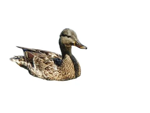 Duck isolated on white background 写真素材