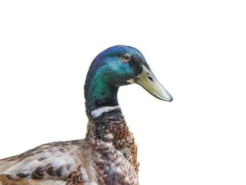 Duck isolated on white background Photos