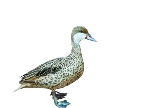 Duck isolated on white background Fotos de archivo