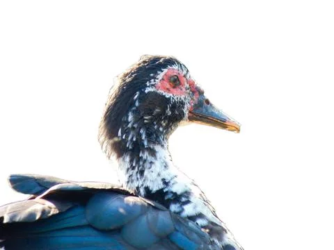 Duck isolated on white background Фото
