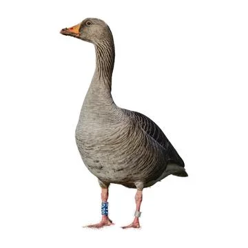 Duck isolated on white background. Stock-Fotos