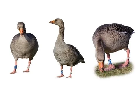 Duck isolated on white background. 스톡 사진