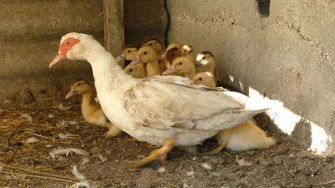 Duck with its ducklings. Maternal care and protection. Agribusiness concepts. Stock Footage 111817287
