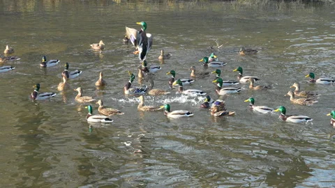 Duck jumping during duck feeding, slow motion Stock Footage 324678186
