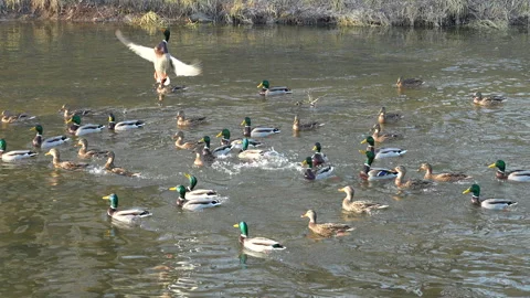 Duck jumping during duck feeding, slow motion Stock Footage 324678187