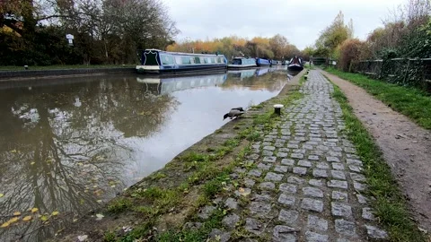 Duck Jumping into Hawkesbury Junction Canal Stock Footage